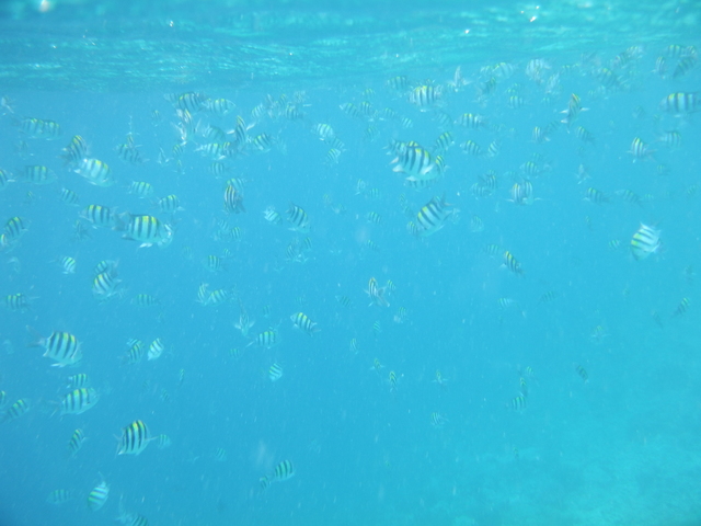 Estambul - Maldivas agosto 2015 - Blogs de Maldivas - Parte subacuática, atardeceres y conclusión (14)