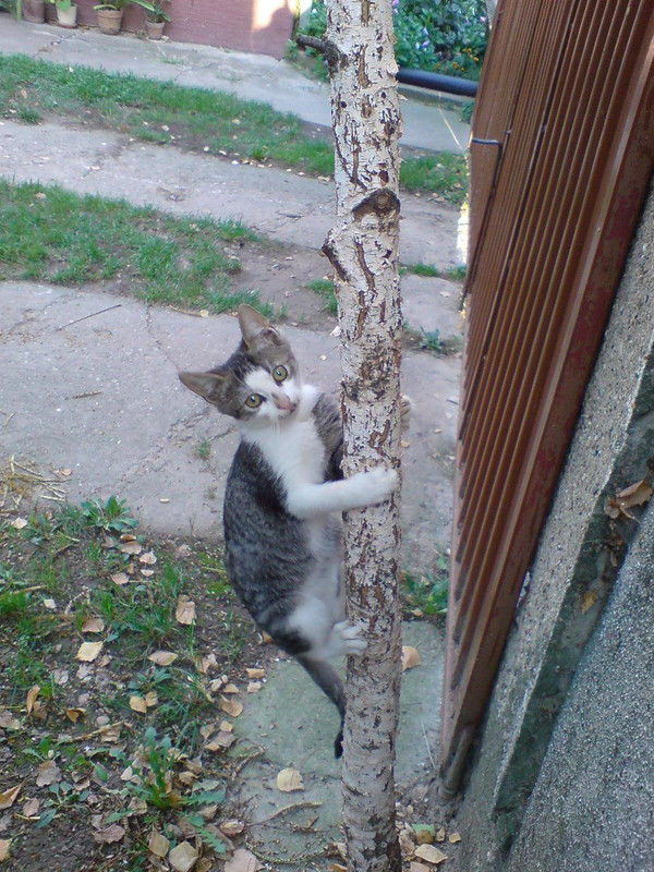 Slika