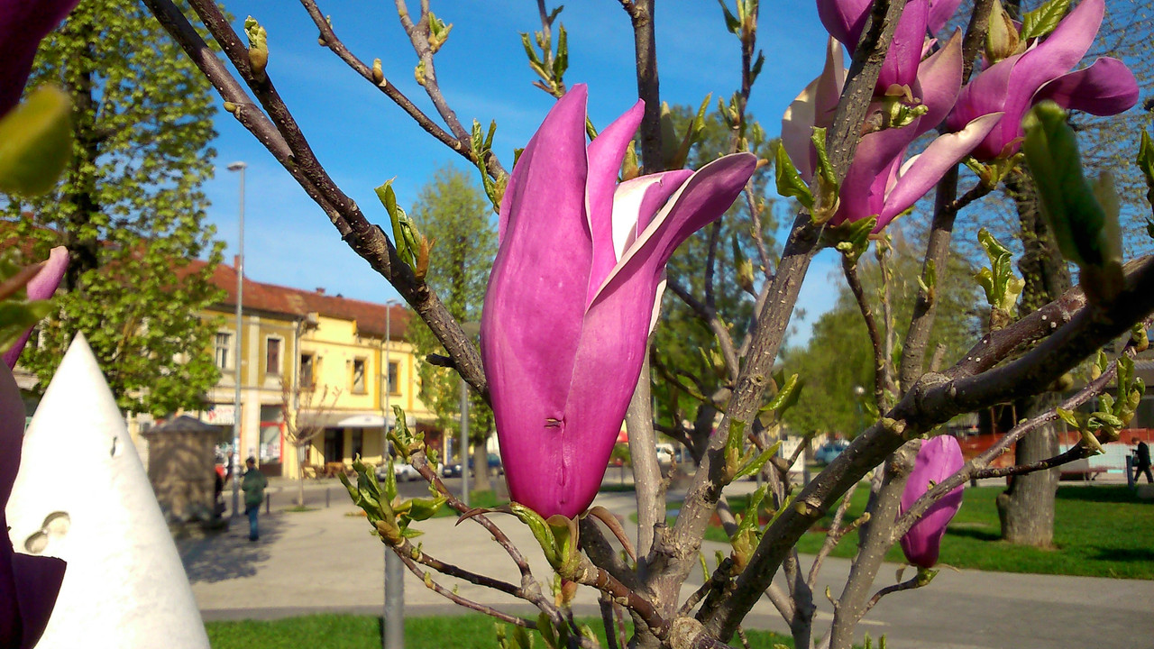 Slika
