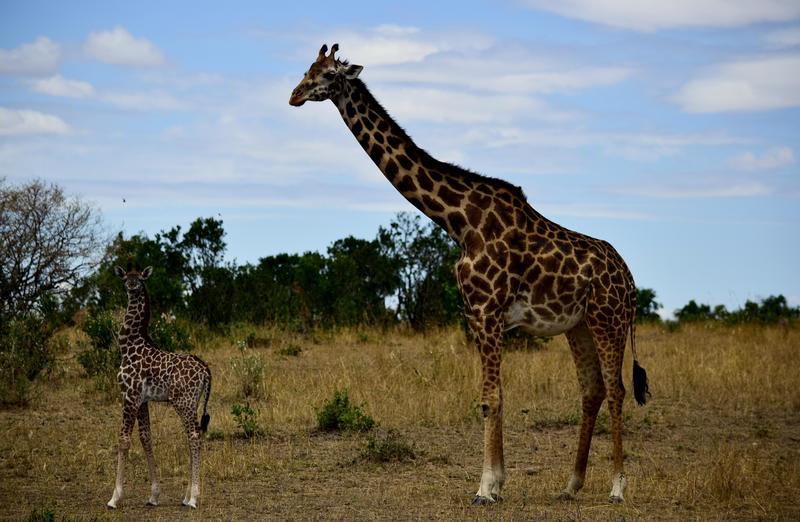 Mis días de safari en Uganda, Kenia y Zanzíbar.. Os lo intento contar - Blogs de Africa Este y Centro - Recorremos Masai Mara de un extremo a otro.. ¡Qué lugar! (22)
