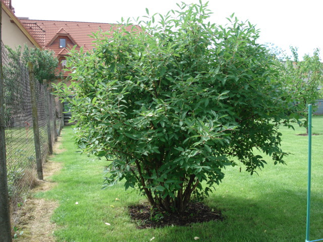 Kamcatska Boruvka Pestovani (kamčatské borůvky, sladkokyselými plody, velkými sladkokyselými) Kamcatska Boruvka Pestovani