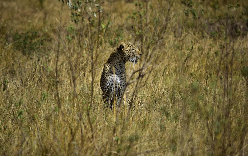 Mis días de safari en Uganda, Kenia y Zanzíbar.. Os lo intento contar - Blogs de Africa Este y Centro - Recorremos Masai Mara de un extremo a otro.. ¡Qué lugar! (29)