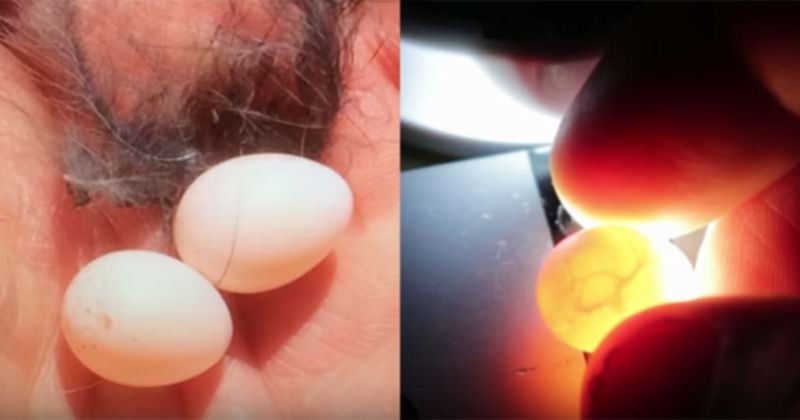 Pria Ini Tak Sengaja Menemukan "2 Butir Telur Burung Langka" di Halaman Rumahnya
