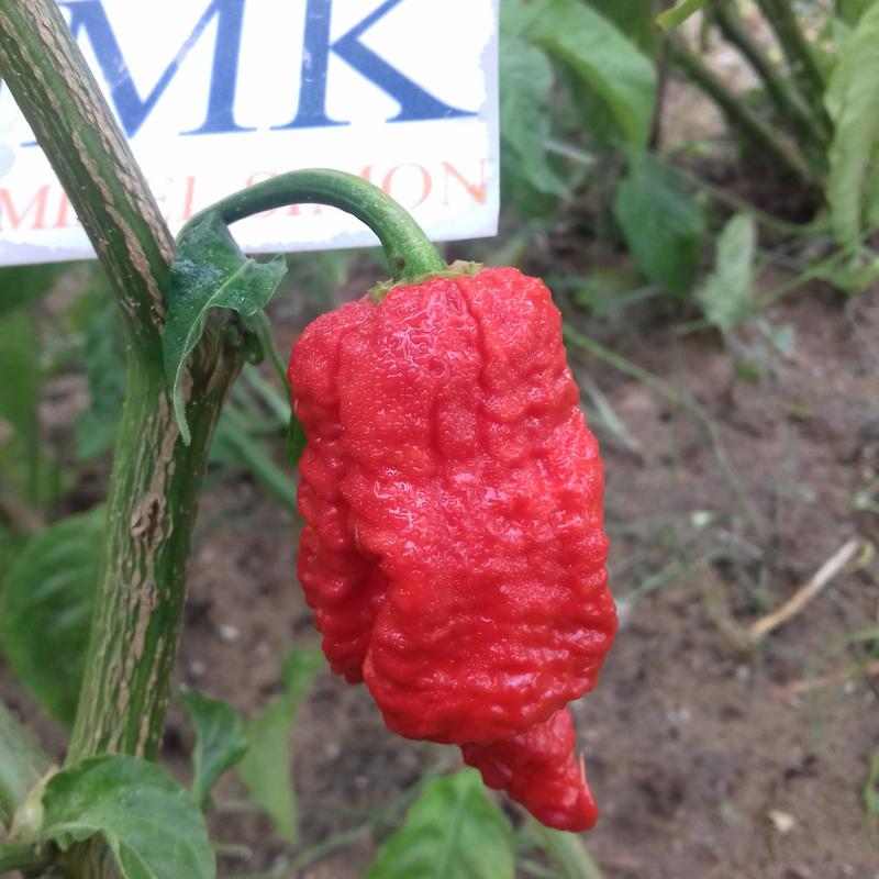 81A Big Mustard Mama,10 semillas,seeds,Capsicum chinense,cosecha propia