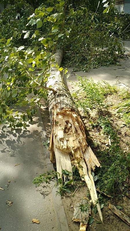 В Харькове рухнули деревья (фото)