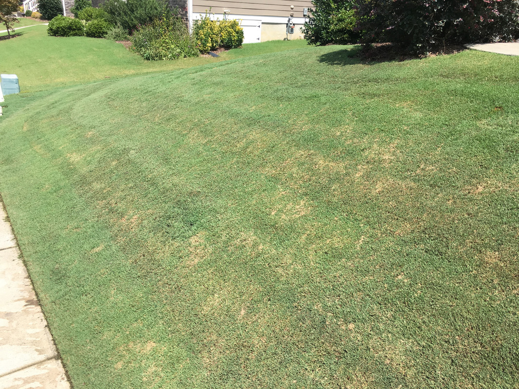 Dollar Spot? | Lawn Care Forum