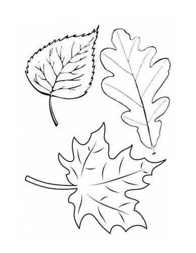 Раскраски листья, Раскраска осенние листья трафареты картинки Контуры листьев.