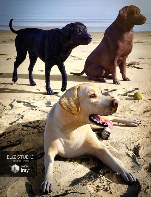 Labrador for Daz Dog 8
