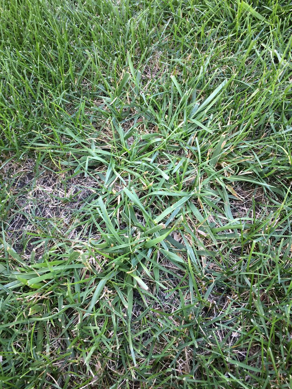 Newbie. Nasty Clump Grass. | Lawn Care Forum