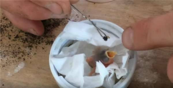 Pria Ini Tak Sengaja Menemukan "2 Butir Telur Burung Langka" di Halaman Rumahnya