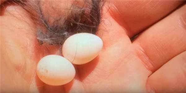 Pria Ini Tak Sengaja Menemukan "2 Butir Telur Burung Langka" di Halaman Rumahnya
