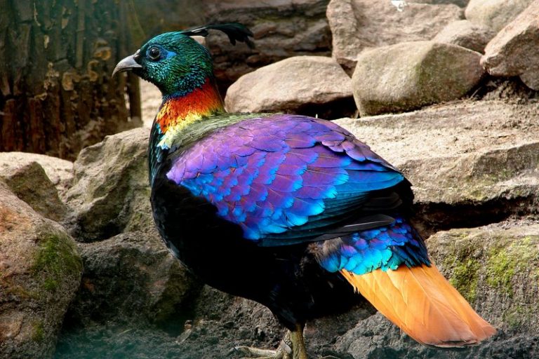Nama Kampung Ulu Kuang, Chemor Sempena Nama Burung Tercantik Di Dunia