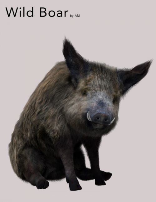 wild boar by am