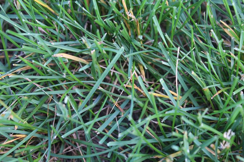 Some damage/orange? | Lawn Care Forum