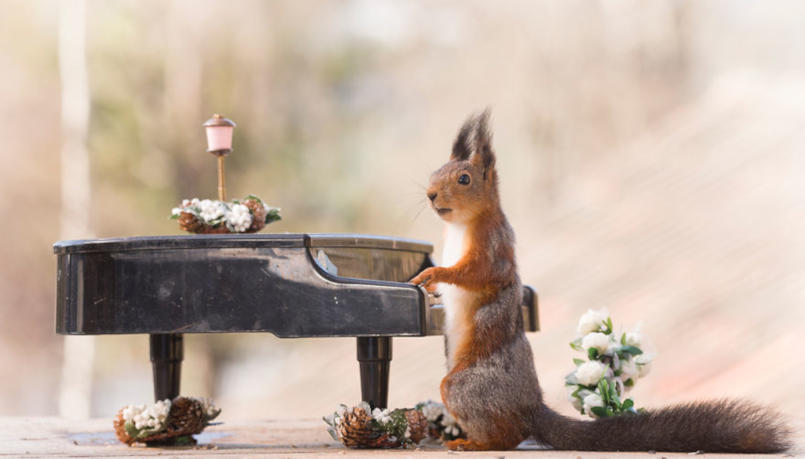 4_squirrel-at-piano.jpg