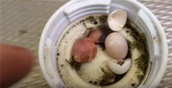 Pria Ini Tak Sengaja Menemukan "2 Butir Telur Burung Langka" di Halaman Rumahnya