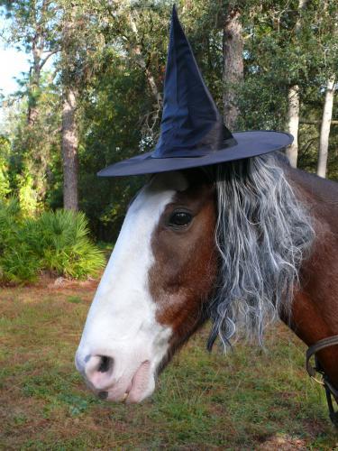 ANIMAL_IN_WIG12.jpg