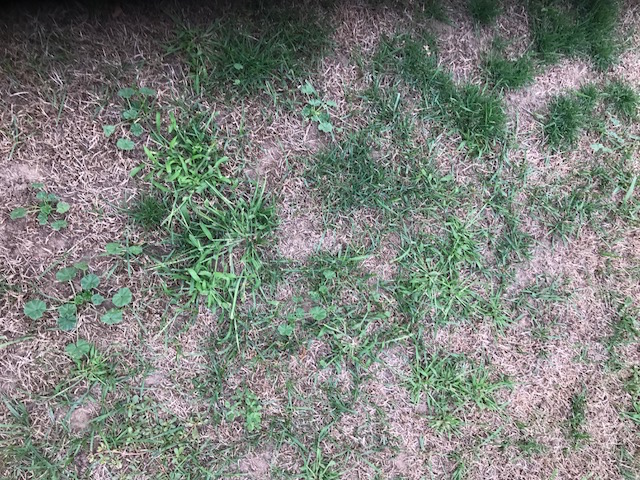 PAR 3 Killed Lawn Lawn Care Forum