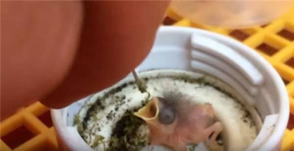 Pria Ini Tak Sengaja Menemukan "2 Butir Telur Burung Langka" di Halaman Rumahnya