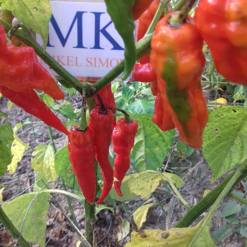 81A Big Mustard Mama,10 semillas,seeds,Capsicum chinense,cosecha propia