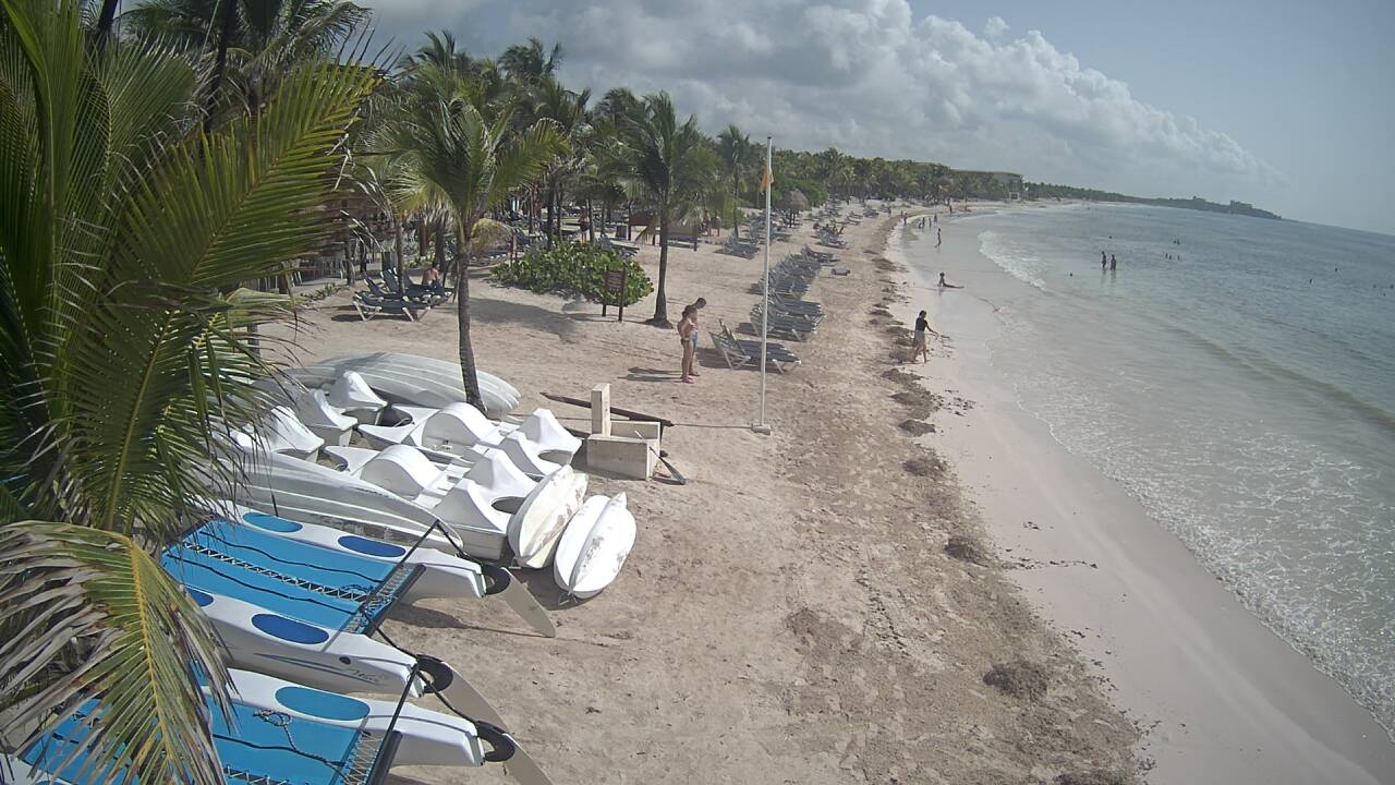Algas en las playas de Riviera Maya (Sargazo) - Forum Riviera Maya, Cancun and Mexican Caribbean