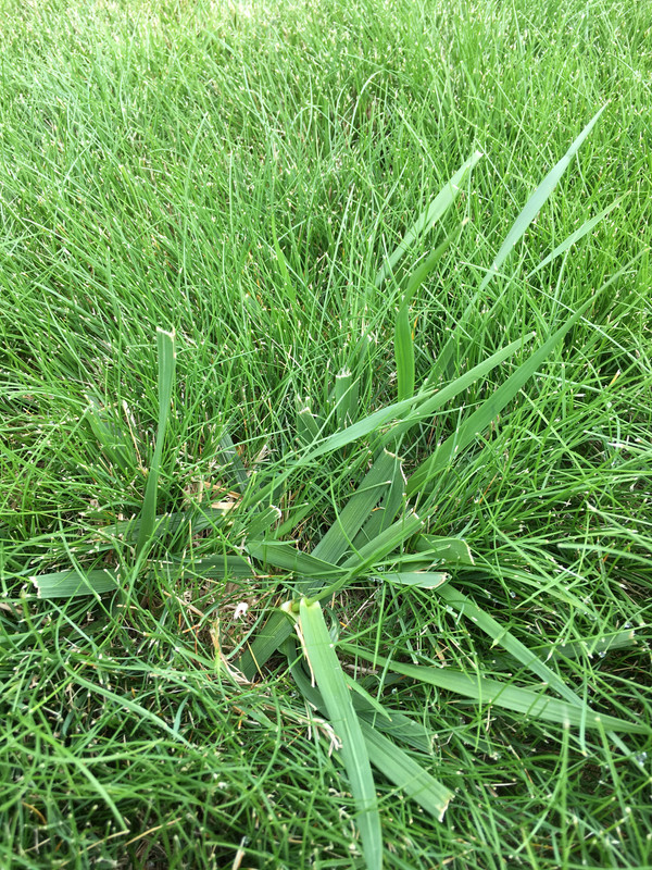 Advice for grass type and weed for NW Lawn | Lawn Care Forum