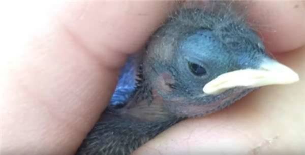 Pria Ini Tak Sengaja Menemukan "2 Butir Telur Burung Langka" di Halaman Rumahnya