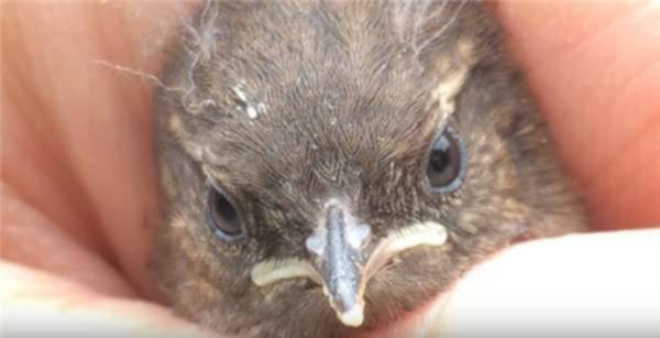 Pria Ini Tak Sengaja Menemukan "2 Butir Telur Burung Langka" di Halaman Rumahnya