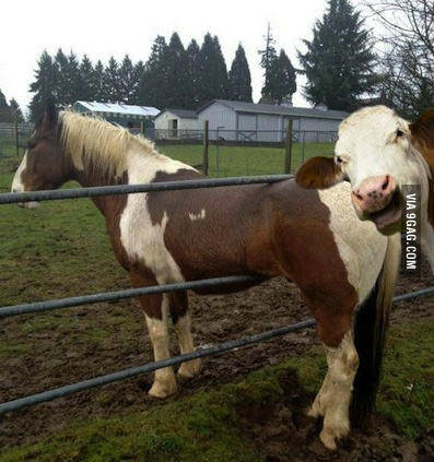 cow_vs_horse_1.jpg