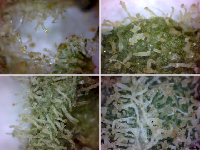 Trichomes_-_Tumbled_Weed_2018-_Aug-9_640x480.png