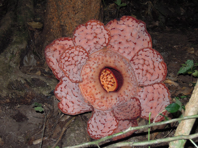 bunga Rafflesia 10 kelopak