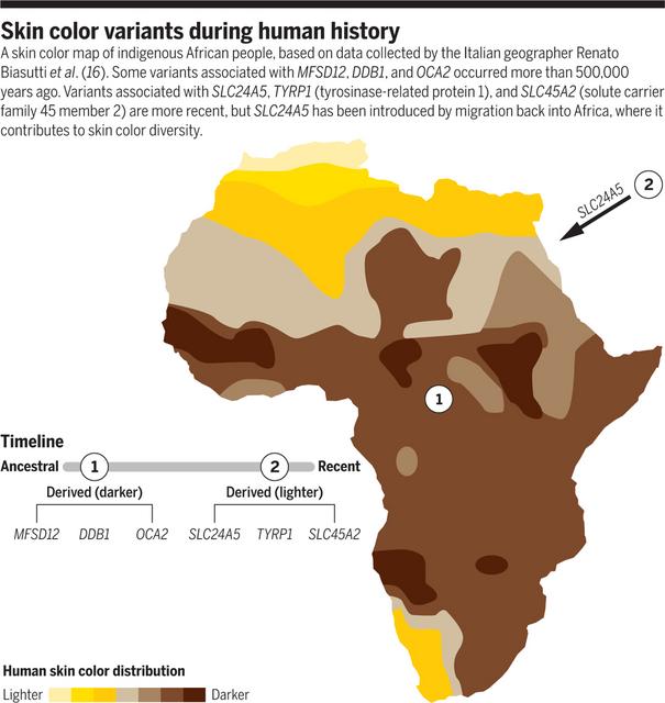 خريطة افريقيا على حسب لون البشرة