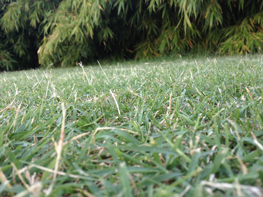 how to get rid of bermuda grass seed heads